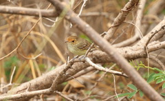 Euscarthmus fulviceps