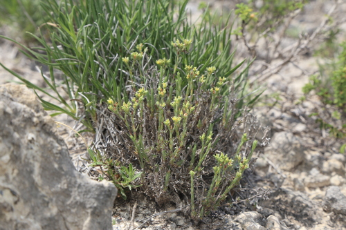 Image of Paronychia congesta by (c) Reid Hardin, some rights reserved (CC BY)