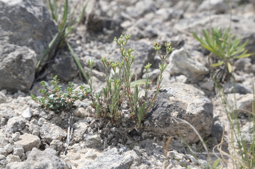 Image of Paronychia congesta by (c) Reid Hardin, some rights reserved (CC BY)