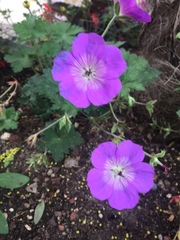 Geranium