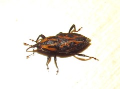Metamasius hemipterus
