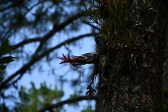Tillandsia seleriana