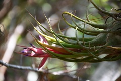 Tillandsia seleriana