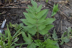 Pastinaca sativa