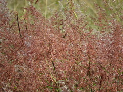 Melinis repens