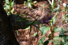 Tillandsia seleriana