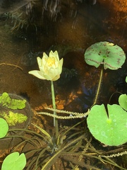 Nymphaea mexicana