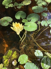 Nymphaea mexicana