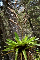 Werauhia werckleana