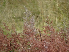 Melinis repens