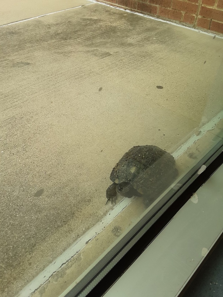 Turtles and Tortoises from Opal St, Saginaw, TX, US on October 26, 2023 ...