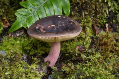 Russula tawai