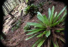 Werauhia werckleana