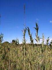 Arundo
