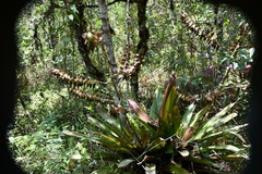 Werauhia werckleana