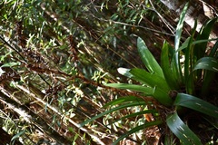 Werauhia werckleana