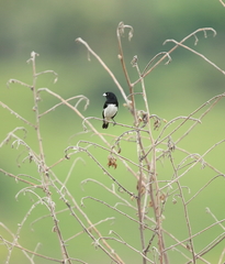 Sporophila luctuosa