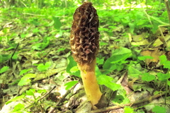 Morchella