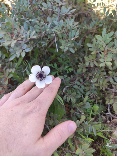 Anemone coronaria