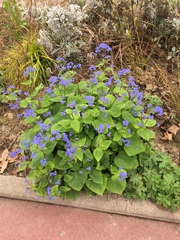 Brunnera