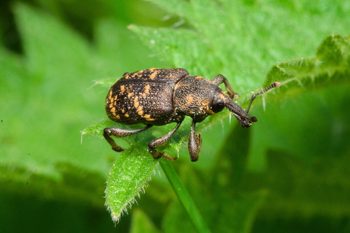 Pine weevil
