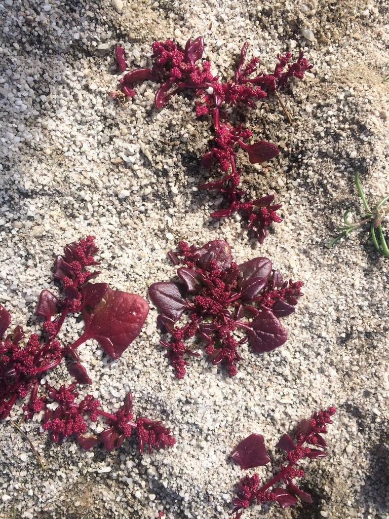 Low Goosefoot