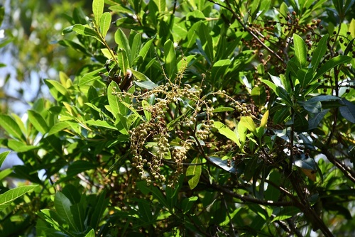 Clethra suaveolens (Clethra suaveolens)