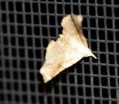 Esthlodora versicolor