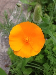 Eschscholzia californica