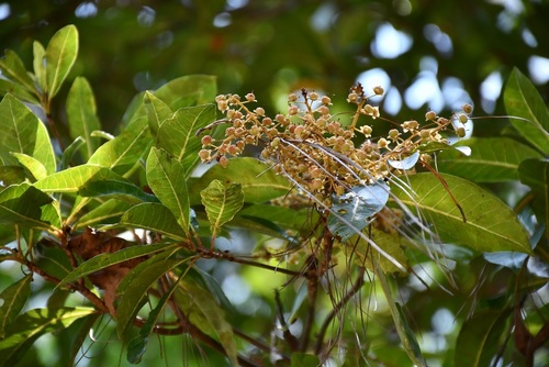 Clethra suaveolens (Clethra suaveolens)