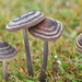 Entoloma perzonatum - Photo (c) Christian Schwarz, some rights reserved (CC BY-NC), uploaded by Christian Schwarz