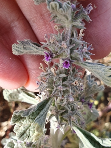 Marrubium alysson (Marrubium alysson)