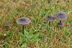 Entoloma perzonatum