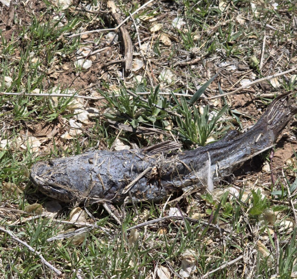 Bullheads from Oasis State Park, Portales, NM, US on May 5, 2024 at 01: ...