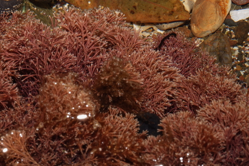 Image of Jania verrucosa by (c) Uwe Schneehagen, some rights reserved (CC BY-SA)