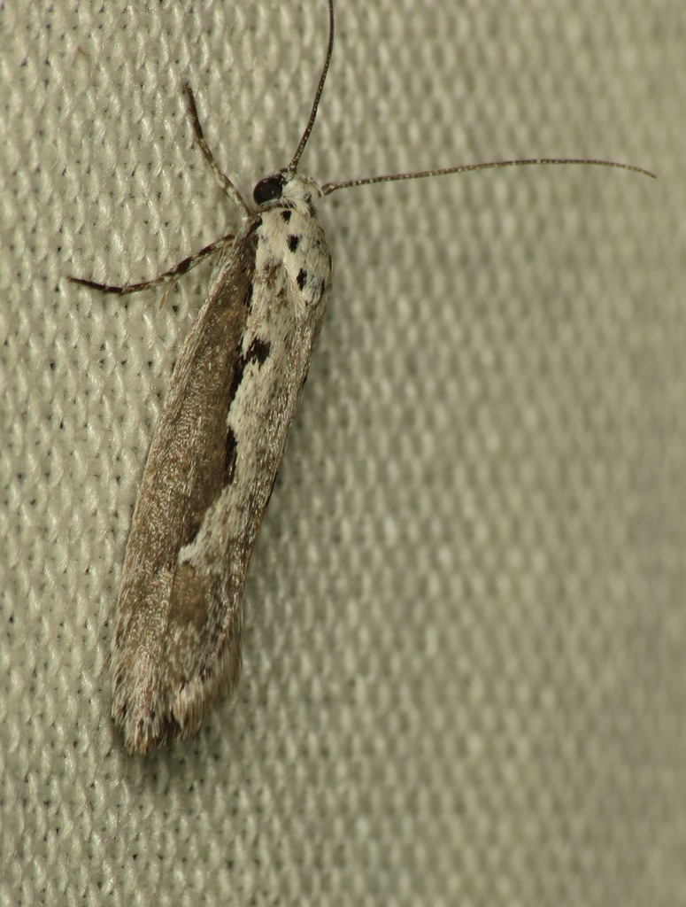 Ethmia arctostaphylella