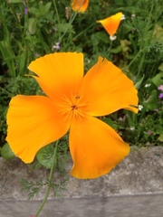 Eschscholzia californica