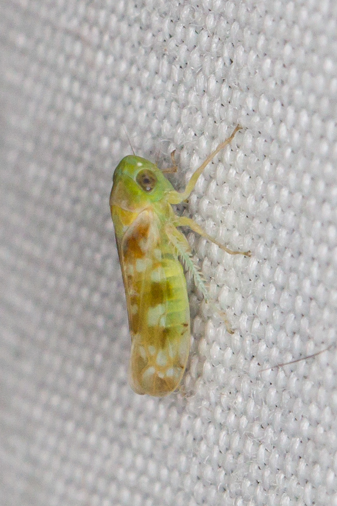 Cetexa