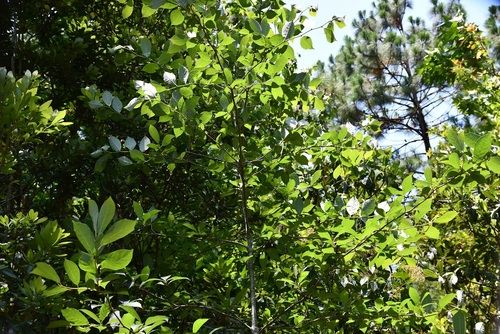 Nyssa sylvatica