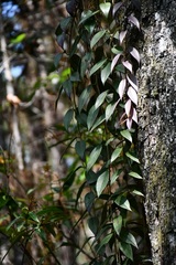 Sphyrospermum buxifolium