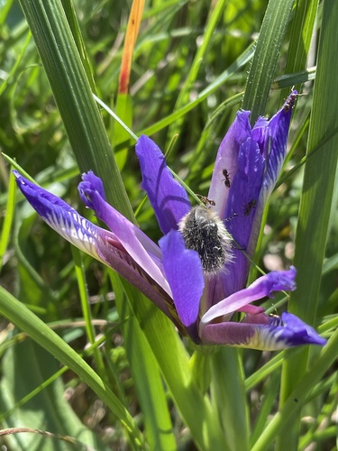 Iris graminea (Iris graminea)