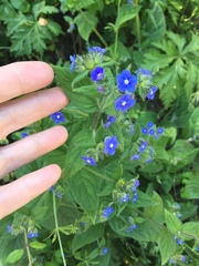 Pentaglottis sempervirens