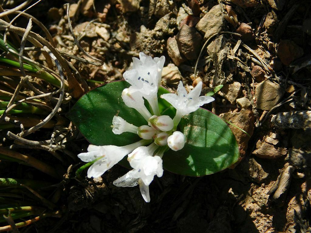 Lachenalia ensifolia, Buffaloridge Genadendal, 7234, South Africa