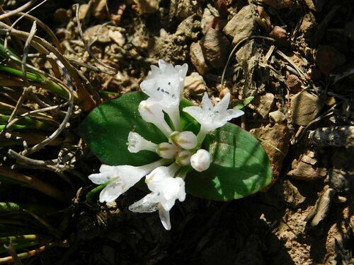 Lachenalia ensifolia