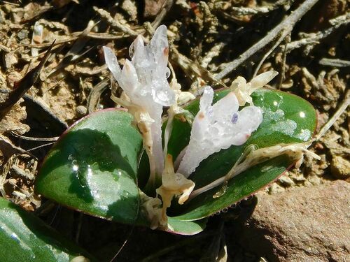 Lachenalia ensifolia