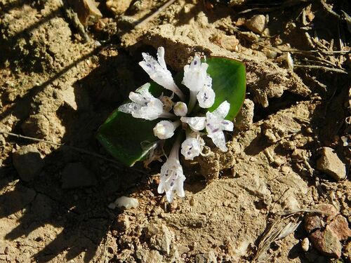 Lachenalia ensifolia