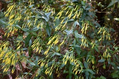 Lisianthius quichensis