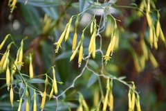 Lisianthius quichensis