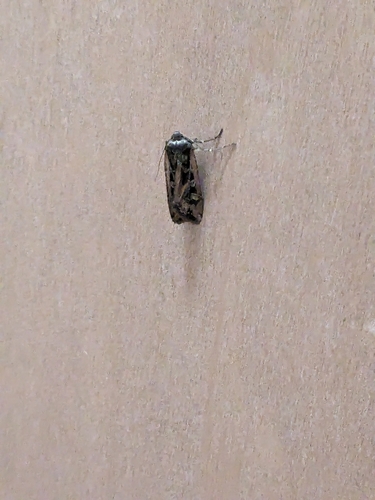 Army Cutworm Moth photo 5