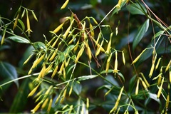 Lisianthius quichensis